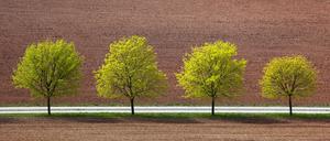 Frisches Grün am Feldrand.