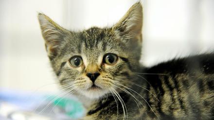 Die Tiere aus Odessa sollen in Deutschland nach einem Aufenthalt im Tierheim weitervermittelt werden. (Symbolbild)