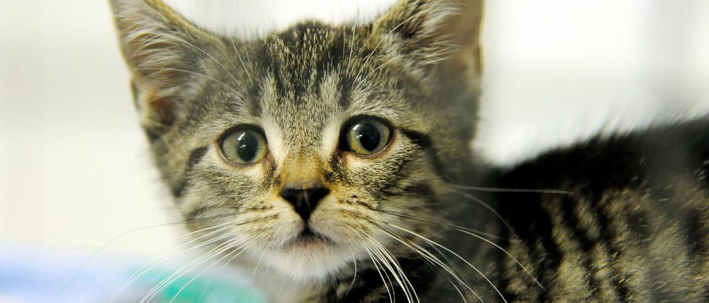 Die Tiere aus Odessa sollen in Deutschland nach einem Aufenthalt im Tierheim weitervermittelt werden. (Symbolbild)