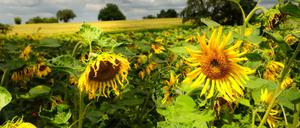 Speiseöle sind so teuer wie nie. In Supermärkten bleiben die Regale leer. 