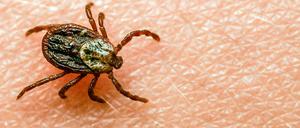 Mit dem anhaltend freundlichen Sommerwetter wächst das Risiko eines Zeckenstichs.