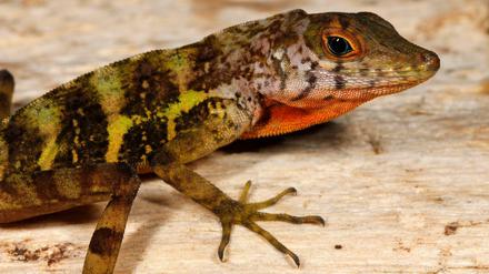 Der haitianischen Rotbauch-Anolis (Anolis rupinae) fehlt es an geegnetem Waldlebensraum, die IUCN führt sie als "gefährdet".