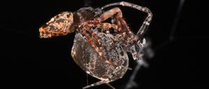 Spannung vor dem Abflug: Die Vorderbeine des Spinnenmännchens (links) sind bei der Paarung angewinkelt.