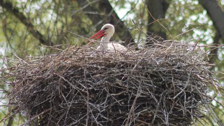 Storch im Nest im Baum.