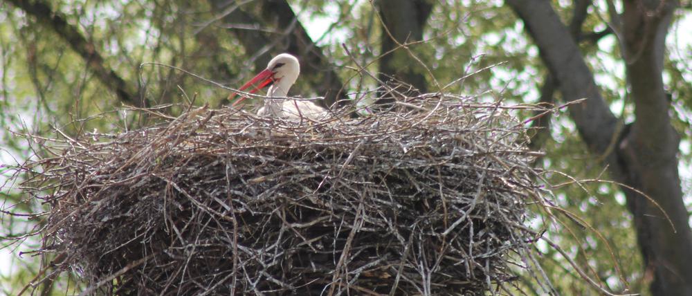 Storch im Nest im Baum.