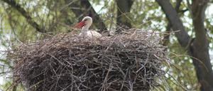 Storch im Nest im Baum.