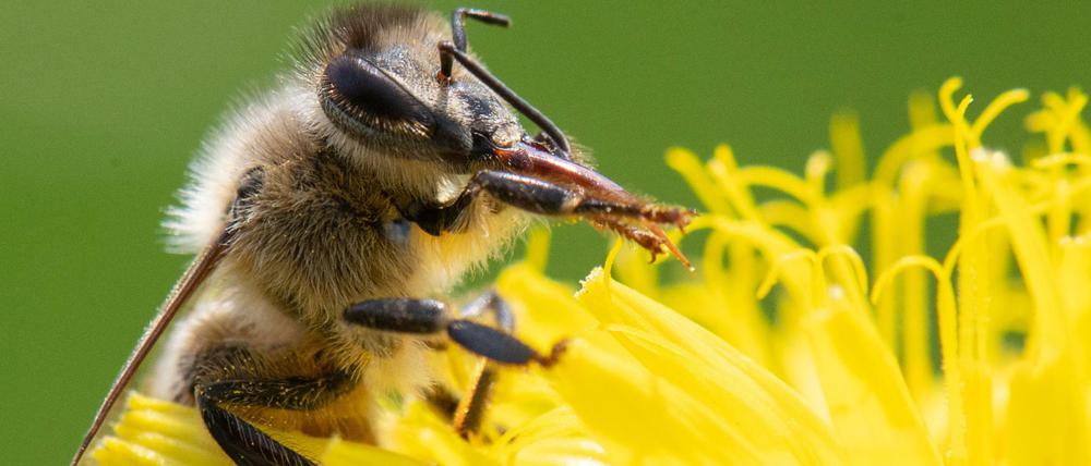 Besonders die Varroamilbe hat es den Bienen in Deutschland schwer gemacht.