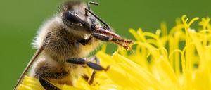 Besonders die Varroamilbe hat es den Bienen in Deutschland schwer gemacht.