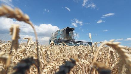 Ansicht einer untergegangenen Welt. Getreide kann in der Ukraine, wie hier nahe Kiew, derzeit weder ausgesät noch über Wasser oder Land exportiert werden.