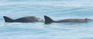 Finnen und Rücken zweier Vaquitas