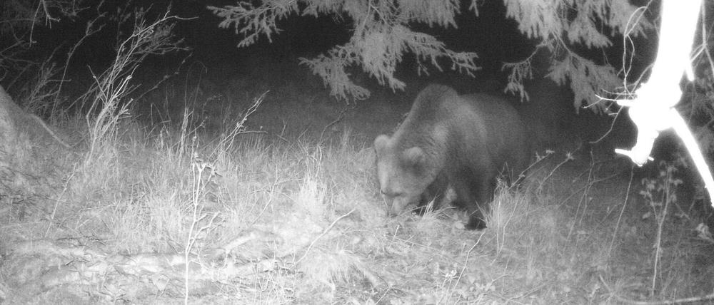 Eine Wildtierkamera hat am frühen Montagmorgen im Landkreis Garmisch-Partenkirchen einen Braunbären aufgenommen.