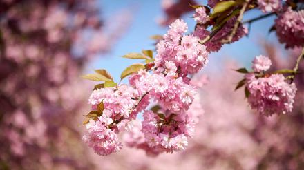 Kirschblüten und warme Temperaturen locken Berliner und Brandenburger in den kommenden Tagen nach draußen. 