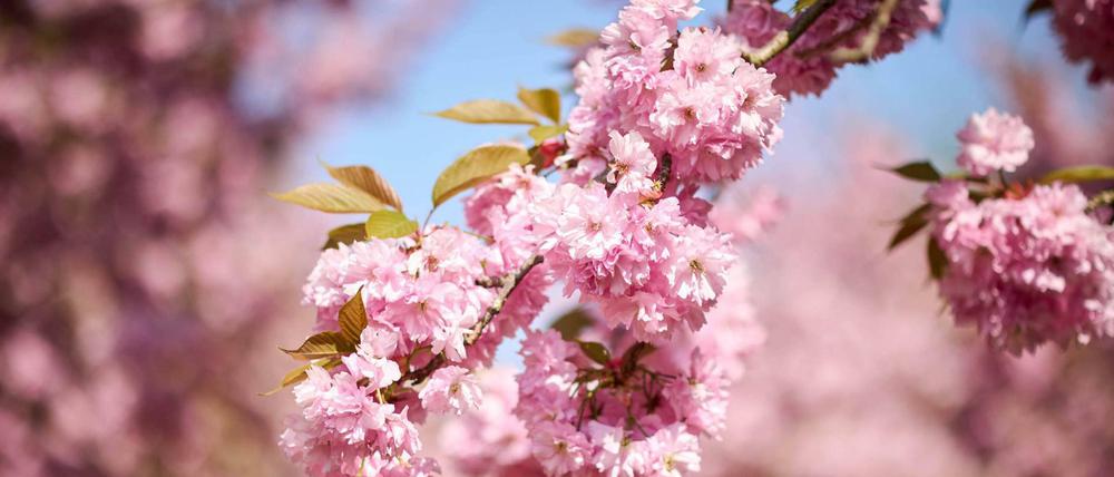 Kirschblüten und warme Temperaturen locken Berliner und Brandenburger in den kommenden Tagen nach draußen.