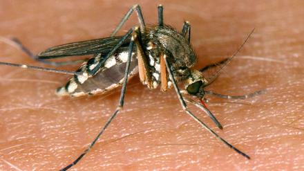 Die Stechmücke kann das West-Nil-Virus übertragen.