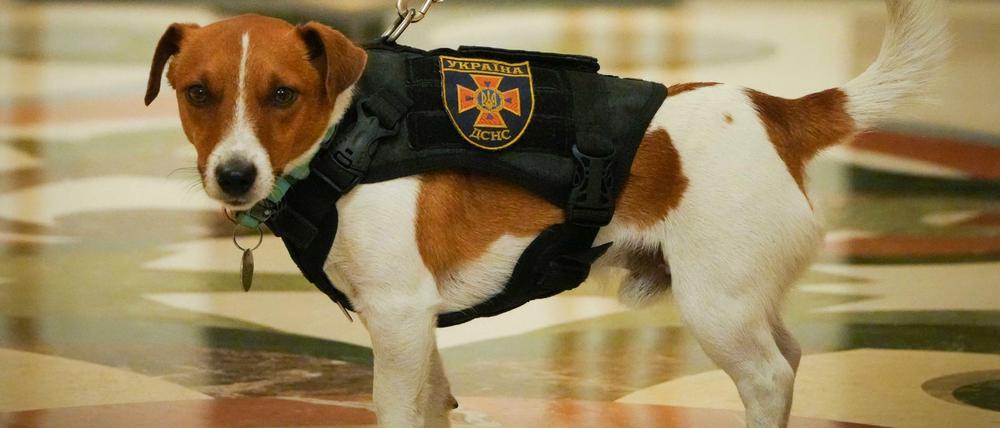 Der Jack Russell Terrier Patron während einer Preisverleihung.