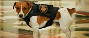 Der Jack Russell Terrier Patron während einer Preisverleihung.