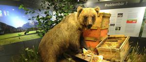 Braunbär Bruno wurde 2006 abgeschossen und ist mittlerweile ausgestopft in einem Museum in Oberbayern zu sehen. 