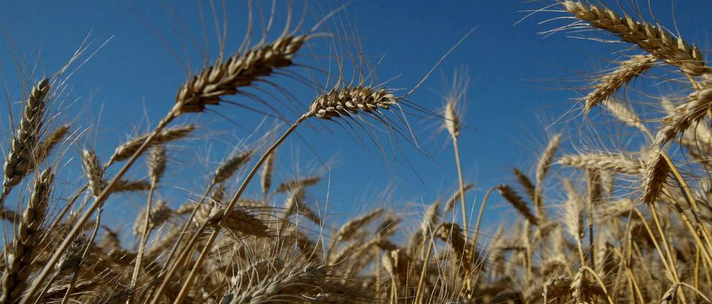 Trotz des Krieges wird auch in kommenden Sommer in vielen Regionen der Ukraine der Weizen erntefähig sein.