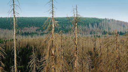 Bild des Jammers. Nur jeder fünfte Baum ist gesund.
