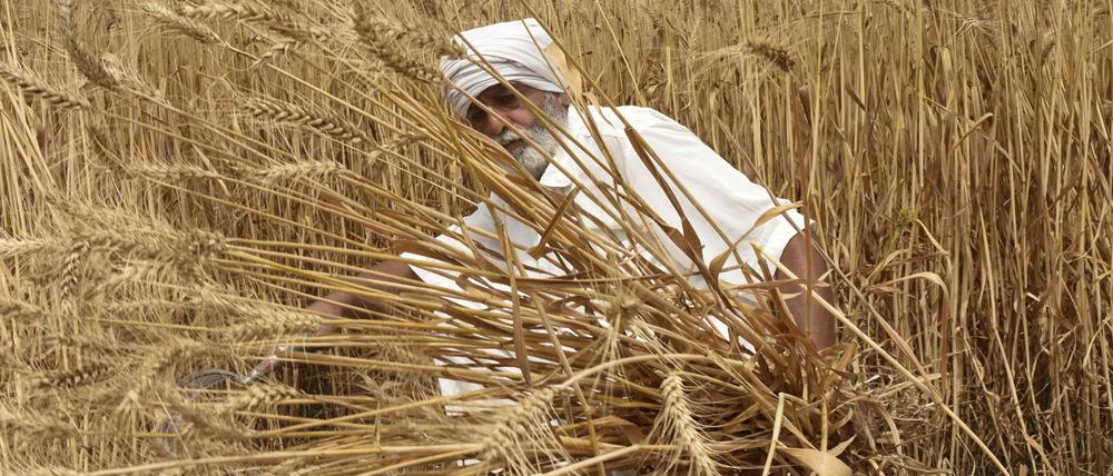 Ein Bauer erntet sein Weizenfeld am Rande von Amritsar im indischen Bundesstaat Punjab im Norden des Landes.