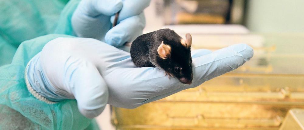 Forschung mit der Maus im Max-Delbrück-Zentrum für Molekulare Medizin in Berlin-Buch.