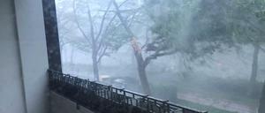 Ein Baum bricht während des Tornados in Paderborn.