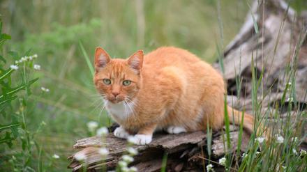 Eine Katze auf der Lauer...