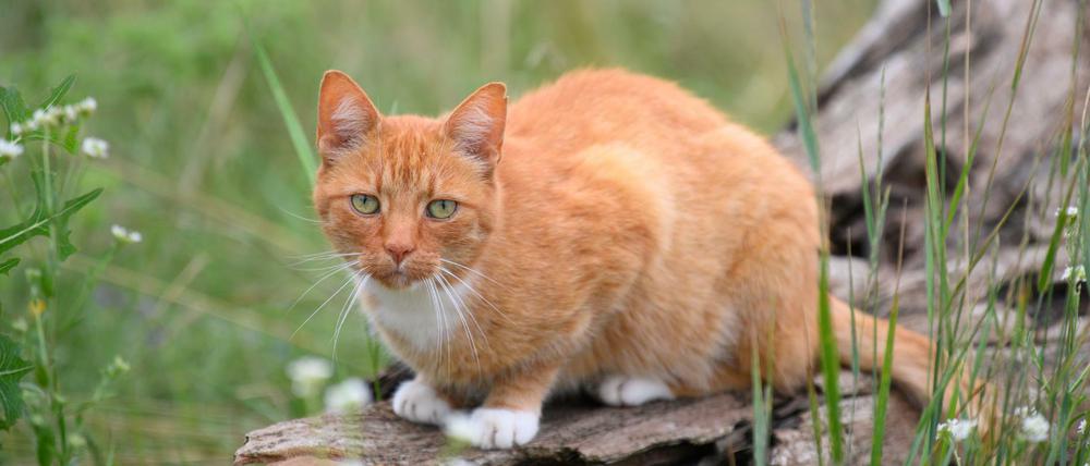 Eine Katze auf der Lauer...