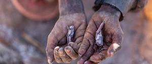 Die Trockenheit in Madagaskar zwang die Menschen, Heuschrecken zu essen. Auch in anderen Regionen der Welt könnte Nahrung bald knapp werden.