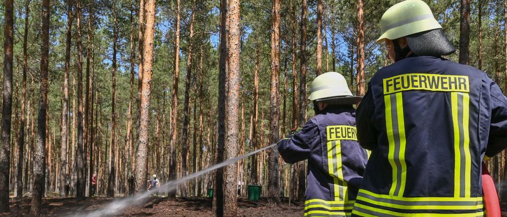 Bei steigender Hitze nimmt auch die Gefahr für Waldbrände immer mehr zu.