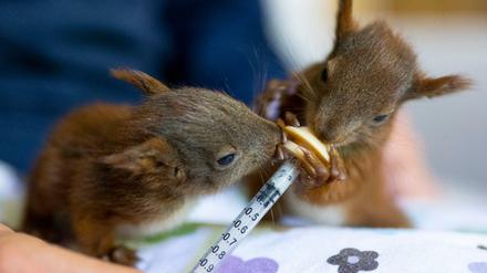 Zwei junge Eichhörnchen werden von der Tierärztin Elena Becker in ihrem Haus mit Milch gefüttert.