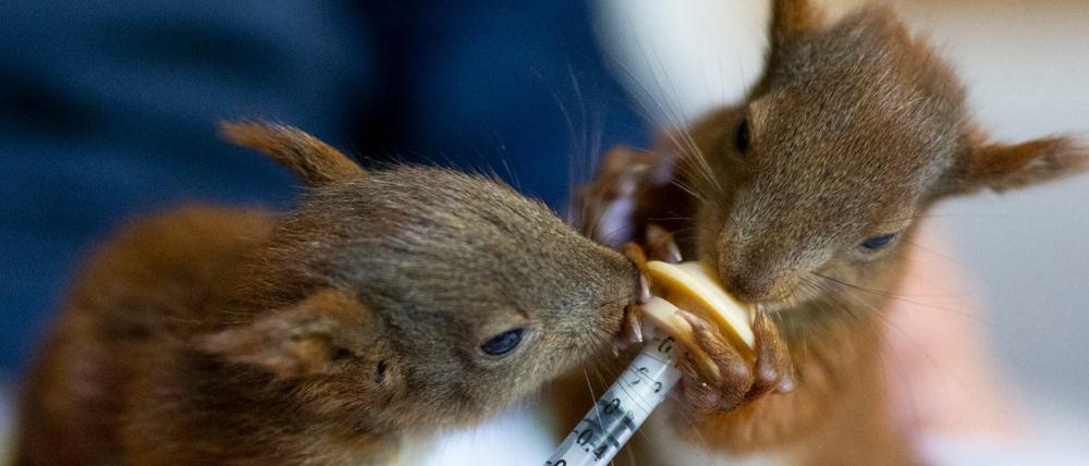 Zwei junge Eichhörnchen werden von der Tierärztin Elena Becker in ihrem Haus mit Milch gefüttert.