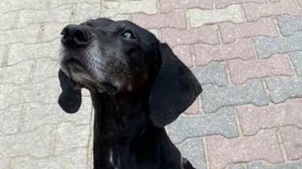 Mit diesem Foto fahndete die Bundespolizei nach dem Hund.