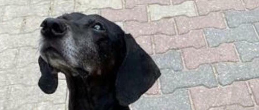 Mit diesem Foto fahndete die Bundespolizei nach dem Hund.