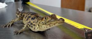 Ein frisch geschlüpftes Rauten-Krokodil sitzt bei der Längenbestimmung in einem Zoo. (Archivfoto)