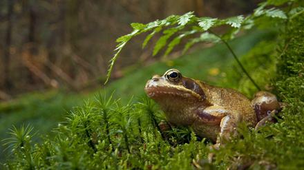 Die Amphibienpopulation in Brandenburg hat sich in den letzten Jahren dramatisch verringert.