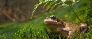 Die Amphibienpopulation in Brandenburg hat sich in den letzten Jahren dramatisch verringert.