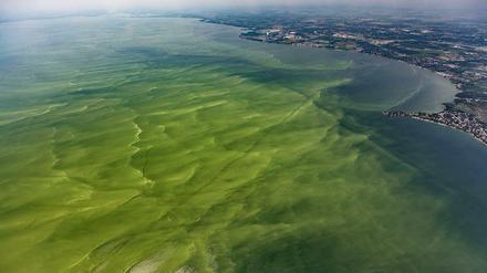 Massenhaftes Wachstum von Cyanobakterien, eine Blaualgenblüte, verfärbte 2014 das Wasser des Eriesees. Produzierte Toxine belasteten das Trinkwasser.