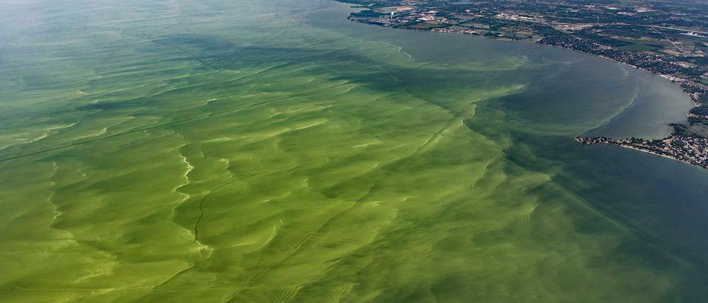 Massenhaftes Wachstum von Cyanobakterien, eine Blaualgenblüte, verfärbte 2014 das Wasser des Eriesees. Produzierte Toxine belasteten das Trinkwasser.