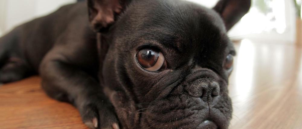 Zuschnappen! Kaltgepresste, native, vegane Fellpflege gibt es schon zum Preis eines bundesweit geltenden Monatsfahrscheins. (Archivfoto der Französischen Bulldoggen-Dame «Charlotte», Wiesbaden, 2009).