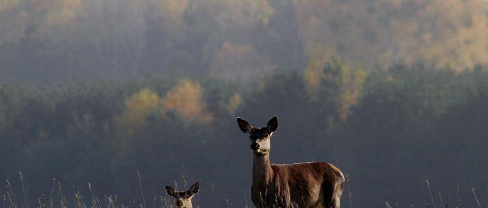 Junger Wildbestand bedroht die Berliner Wälder. 