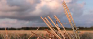 Ein abgeerntetes Weizenfeld (Symbolbild)