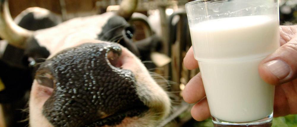 Eine Kuh streckt ihre Nase vor während eine Hand ein Glas Milch hält (Symbolbild).