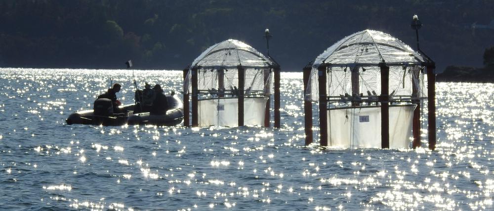 Die Mesokosmen sind im Raunefjord verankert und reichen 20 Meter in die Tiefe.