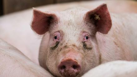 Mit Schweinefleisch soll begonnen werden, später sollen andere Tierarten folgen. 