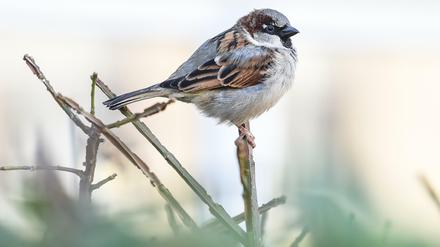 Ein Spatz sitzt auf einem Halm.