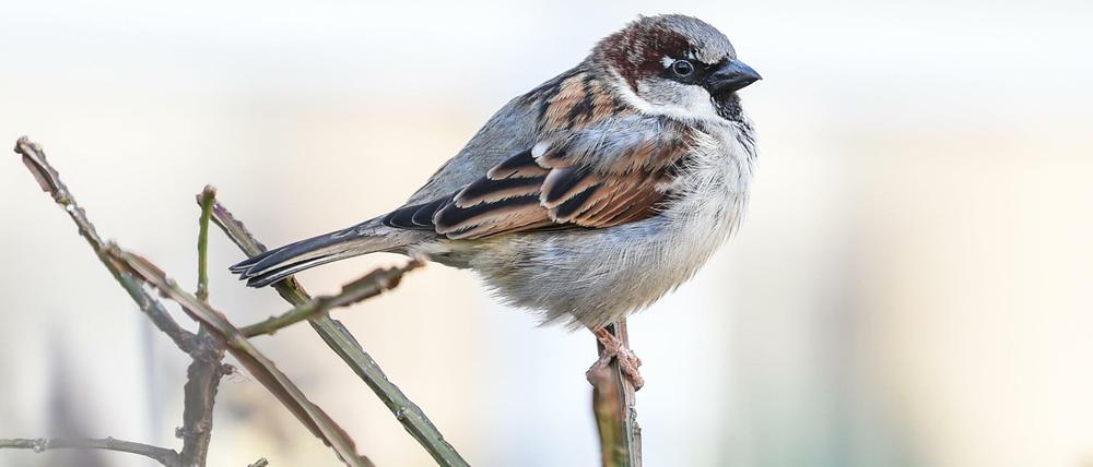 Ein Spatz sitzt auf einem Halm.