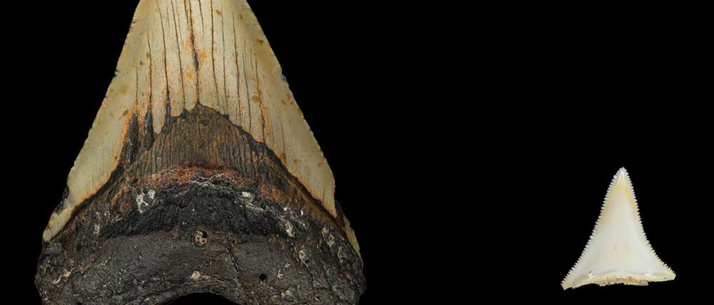Der Größenvergleich eines Megalodon-Zahns (links) mit dem eines Weißen Hais ist auf die Körpermaße übertragbar.