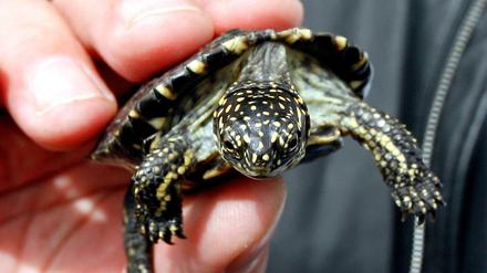 Eine Europäische Sumpfschildkröte. Diese und viele andere Reptilienarten sind in Brandenburg gefährdet.