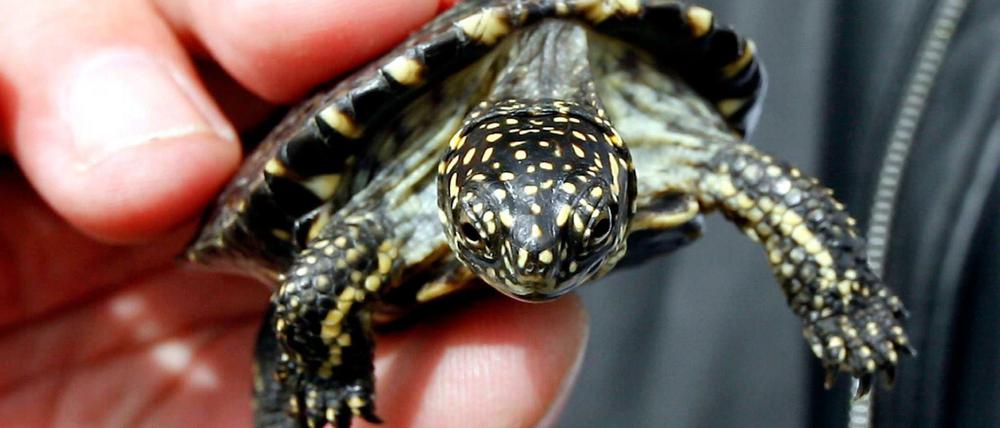 Eine Europäische Sumpfschildkröte. Diese und viele andere Reptilienarten sind in Brandenburg gefährdet.